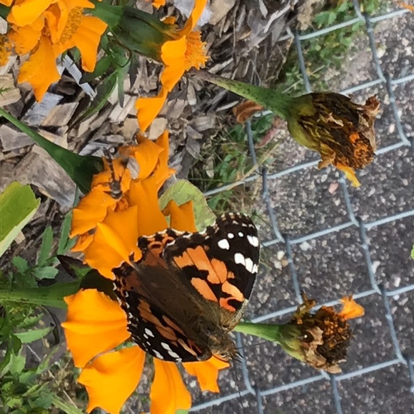 Meet your Posher, Cathy - Picture 4 of 4